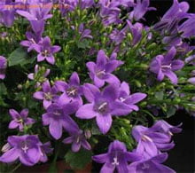 Колокольчик равнолистный (Campanula isophylla)