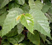 Циссус антарктический (Cissus antarctica)