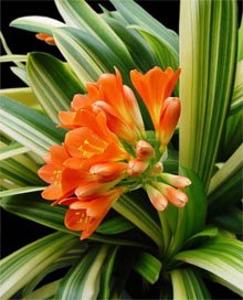 Кливия киноварная (Clivia miniata) Кливия киноварная (Clivia miniata)