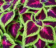 Колеус Блюме (Coleus blumei) Колеус Блюме (Coleus blumei)