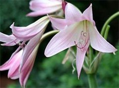 Кринум Мура (Crinum moorei) Кринум Мура (Crinum moorei)