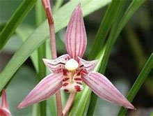 Цимбидиум мечелистный (Cymbidium ensifolium) Цимбидиум мечелистный (Cymbidium ensifolium)