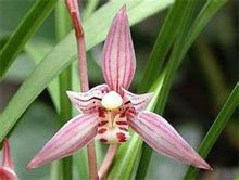 Цимбидиум мечелистный (Cymbidium ensifolium)