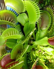 Венерина мухоловка (Dionaea muscipula)