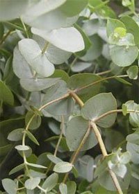 Эвкалипт Ганна (Eucalyptus gunnii)