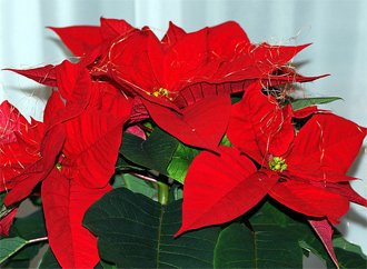 Euphorbia pulcherrima Пуансеттия прекраснейшая, Молочай прекраснейший