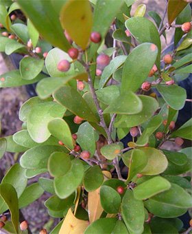 Ficus diversifolia Фикус разнолистный