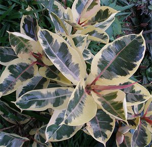 Ficus elastica Фикус каучуконосный
