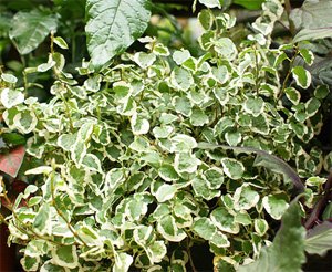 Ficus pumila Фикус карликовый