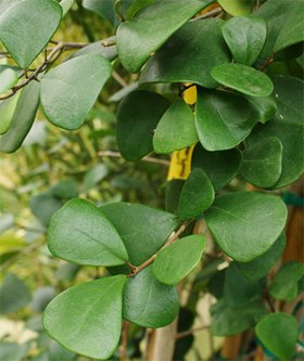 Ficus triangularis Фикус треугольный