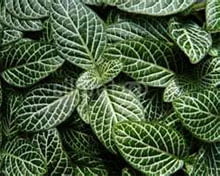 Фиттония серебристожилковая (Fittonia argyroneura) Фиттония серебристожилковая (Fittonia argyroneura)