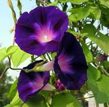 Цветки ипомеи пурпурной