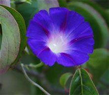 Ипомея трехцветная (Ipomoea tricolor)