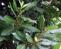 Лавр благородный (Laurus nobilis) Лавр благородный (Laurus nobilis)
