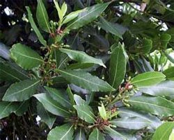 Лавр благородный (Laurus nobilis)