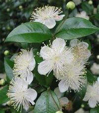 Мирт обыкновенный (Myrtus communis)