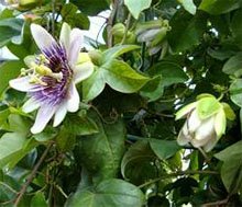 Пассифлора голубая (Passiflora caerulea) Пассифлора голубая (Passiflora caerulea)
