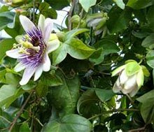 Пассифлора голубая (Passiflora caerulea)