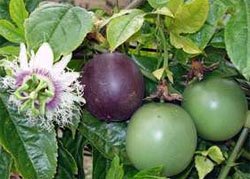 Цветок и плоды Пассифлоры съедобной (Passiflora edulis)