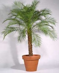 Финик Робелена (Phoenix roebelenii) Финик Робелена (Phoenix roebelenii)
