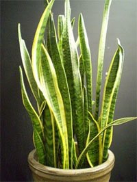 Сансевиерия трехполосная (Sansevieria trifasciata laurentii) Сансевиерия трехполосная (Sansevieria trifasciata laurentii)