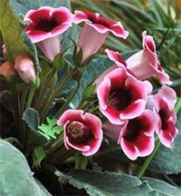 Глоксиния прекрасная (Sinningia speciosa) Глоксиния прекрасная (Sinningia speciosa)