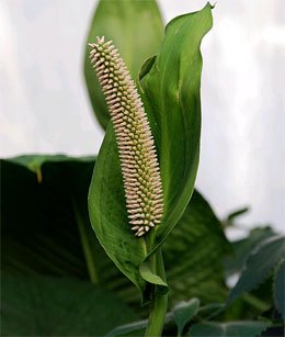 Spathiphyllum blandum Спатифиллум прелестный