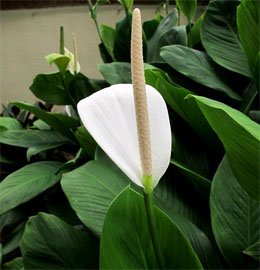 Spathiphyllum cannifolium Спатифиллум каннолистный