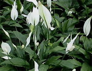 Spathiphyllum floribundum Спатифиллум обильноцветущий