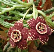 Стапелия пестрая (Stapelia variegata) Стапелия пестрая (Stapelia variegata)