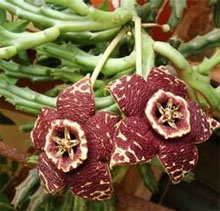 Стапелия пестрая (Stapelia variegata)