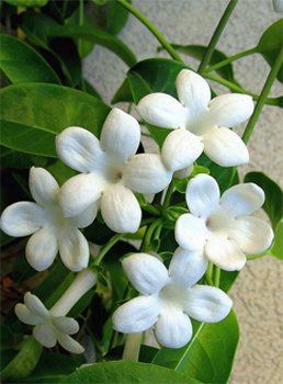 Stephanotis Цветки стефанотиса