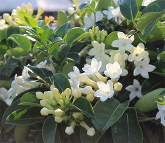 Stephanotis floribunda Стефанотис обильноцветущий