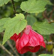 Абутилон гибридный (Abutilon hybridum) Абутилон гибридный (Abutilon hybridum)