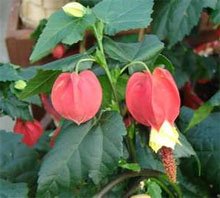 Абутилон мегапотамский (Abutilon megapotamicum)