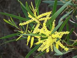 Акация длиннолистная (Acacia longifolia) Акация длиннолистная (Acacia longifolia)