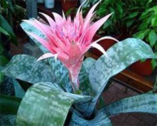 Эхмея полосатая (Aechmea fasciata) Эхмея полосатая (Aechmea fasciata)