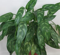 Аглаонема переменчивая (Aglaonema commutatum) Аглаонема переменчивая (Aglaonema commutatum)