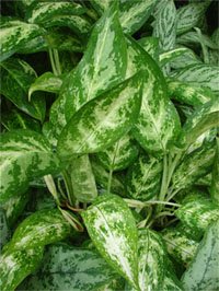 Аглаонема ложноприцветниковая (Aglaonema pseudobracteatum) Аглаонема ложноприцветниковая (Aglaonema pseudobracteatum)