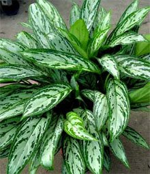 Aglaonema Silver Queen