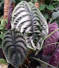 Алоказия медно - красная (Alocasia cuprea) Алоказия медно - красная (Alocasia cuprea)