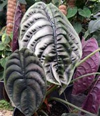 Алоказия медно - красная (Alocasia cuprea)