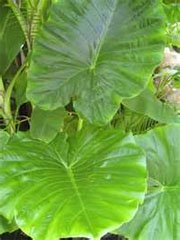 Алоказия крупнокорневищная (Alocasia macrorrhiza)