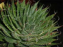 Алоэ остистое (Aloe aristata) Алоэ остистое (Aloe aristata)