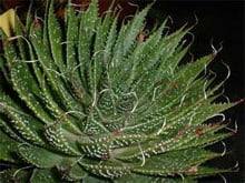 Алоэ остистое (Aloe aristata)