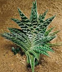 Алоэ пестрое (Aloe variegata) Алоэ пестрое (Aloe variegata)