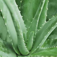 Алоэ вера (Aloe vera)