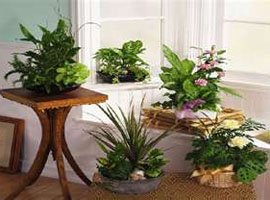 Способы расположения комнатных растений
