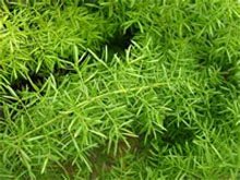 Аспарагус густоцветковый Шпренгера (Asparagus densiflorus sprengeri) Аспарагус густоцветковый Шпренгера (Asparagus densiflorus sprengeri)