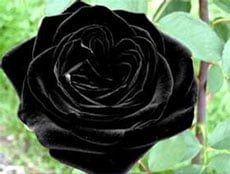 Потрясающая чёрная роза